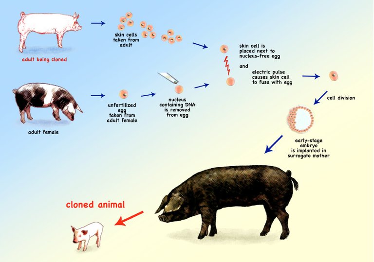 illustration_of_cloning.jpg