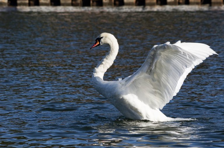 Mute-Swan.jpg