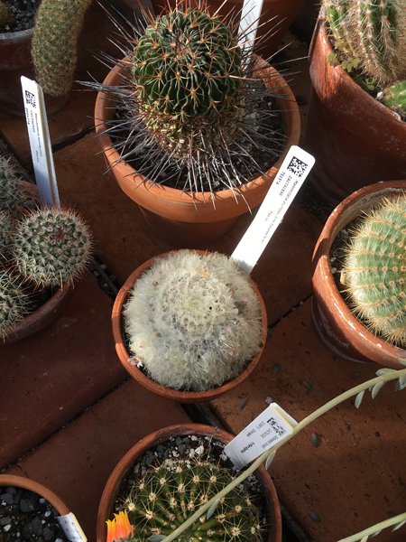 Smith Greenhouses - cactus room3 hairy with dew crop January 2020.jpg