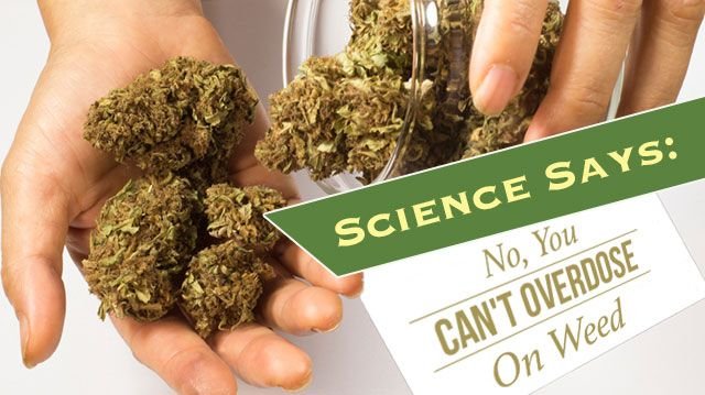 sciencesaysyoucantoverdoseonweed_640x3591-640x359.jpg