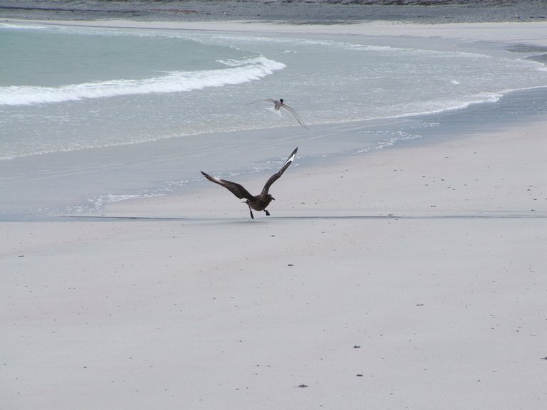 skua mobbed by tern sanday 4.JPG