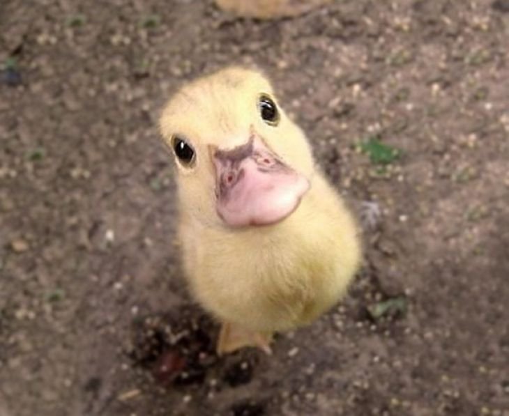 duckling.jpg