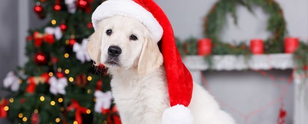 puppy_christmas_600.jpg