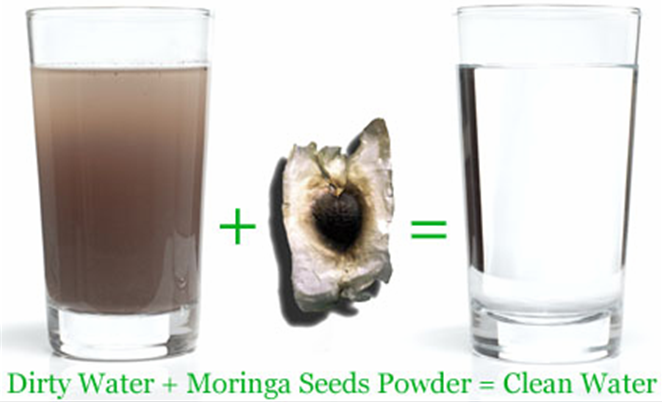 moringa.png