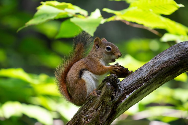 nature-animals-squirrel-trees-1564292.jpeg