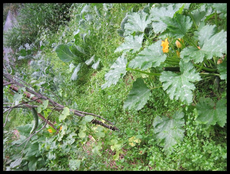 lone cucumber and zuchinni with chickweed covering the garden.JPG