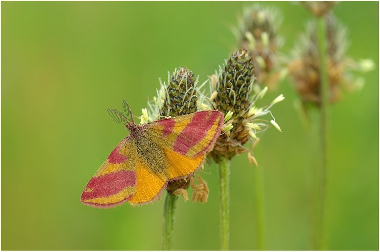 (Lythria cruentaria) Moth_Güve.jpg