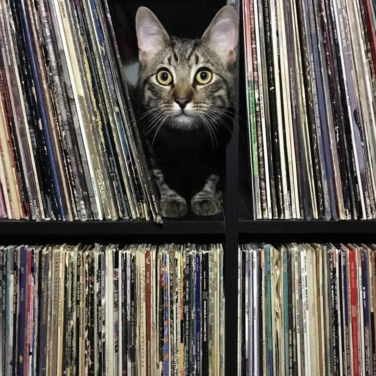 cat in vinyl albums.jpg