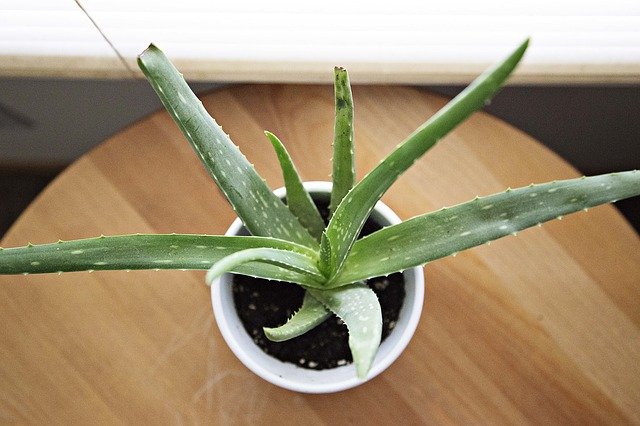 aloe-vera-918662_640.jpg