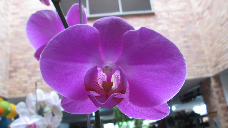 Orquidea-01.jpg