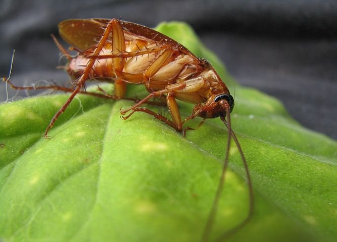 cockroach-89067__480.jpg