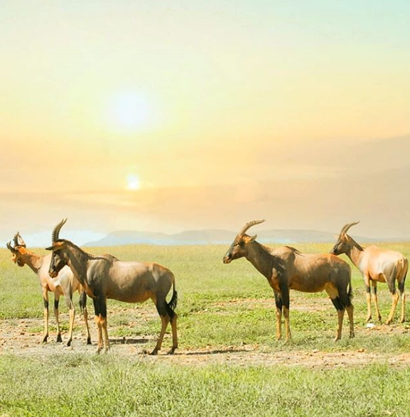 kenya antilope.png