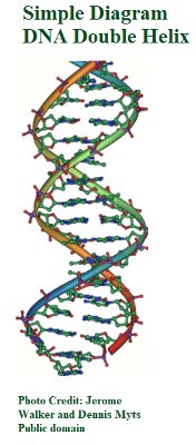 DNA2 double_helix_vertikal Jerome Walker, Dennis Myts.jpg