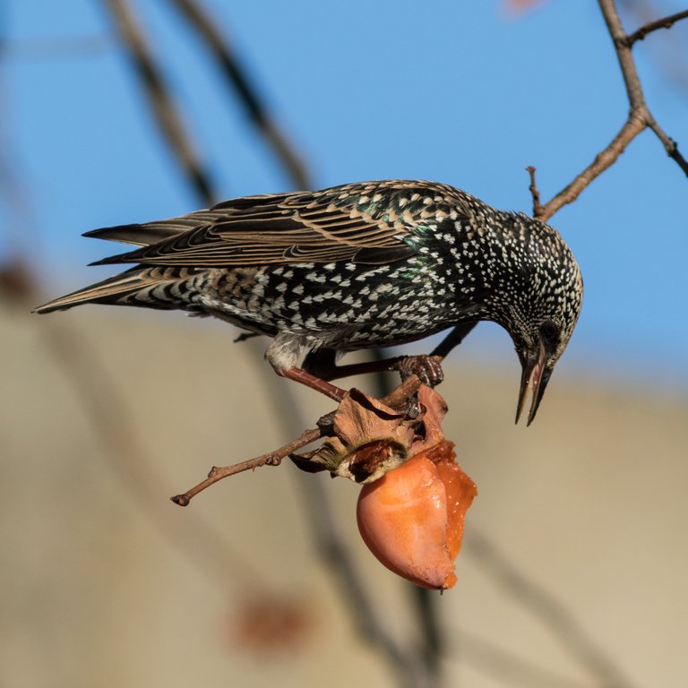 starling-2970643_1920.jpg