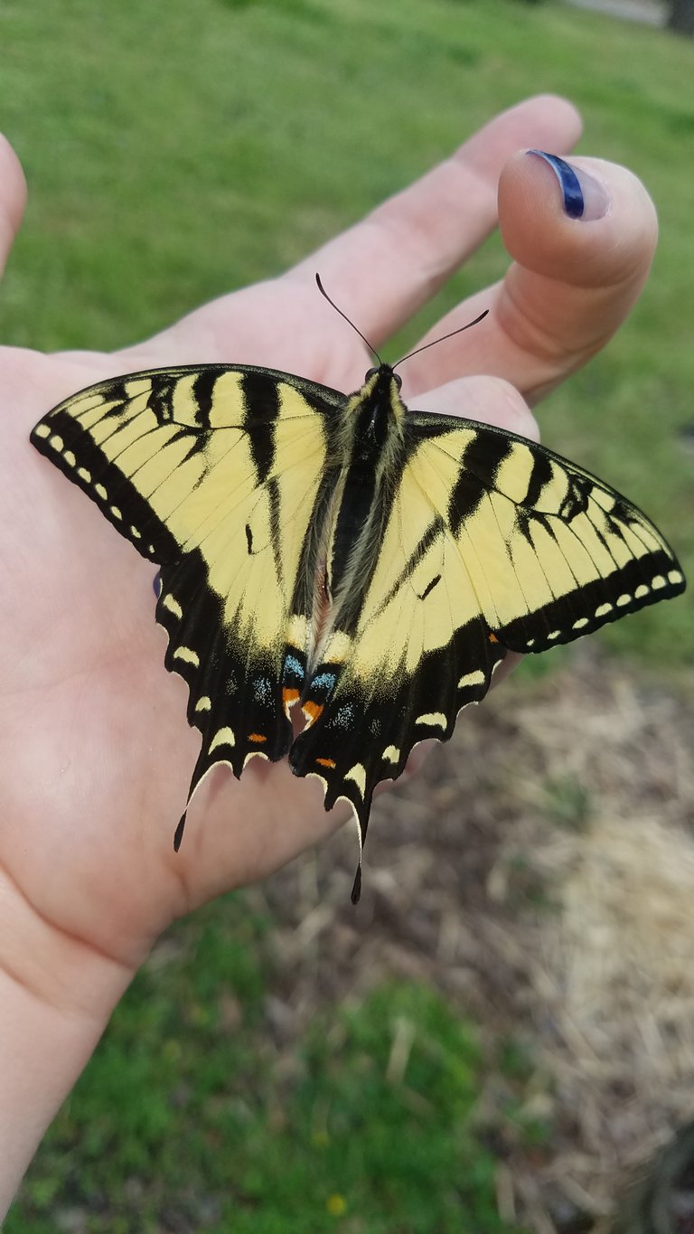 Butterfly in hand.jpg