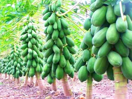 Papaya tree.jpg