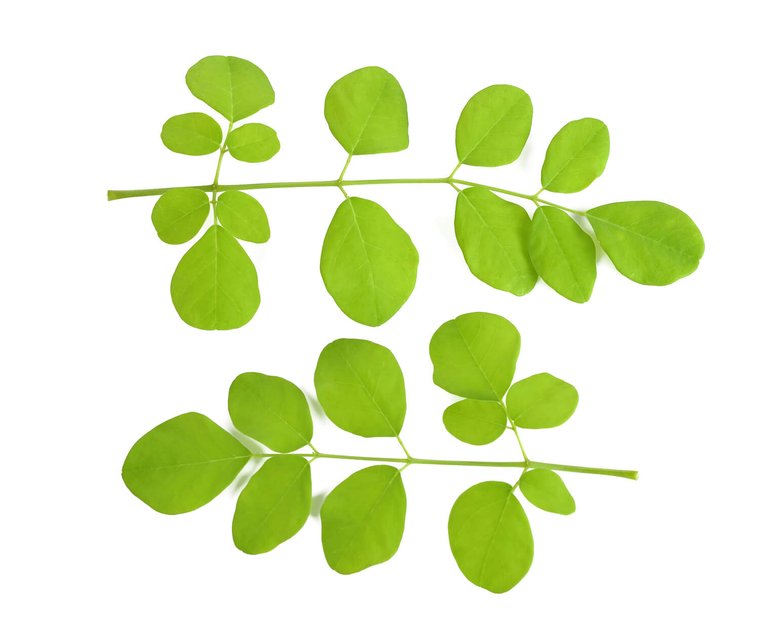 Moringa-2.jpg