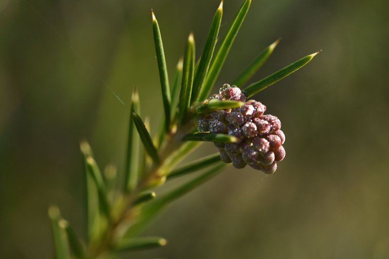 bush buds drew macro 4.jpg