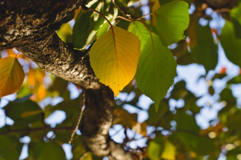 The leaves on the branches as they start to change.JPG