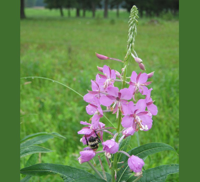 bee on fireweed resized.JPG