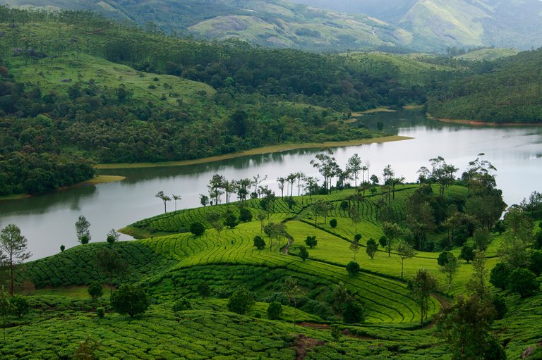 Munnar_1614.jpg