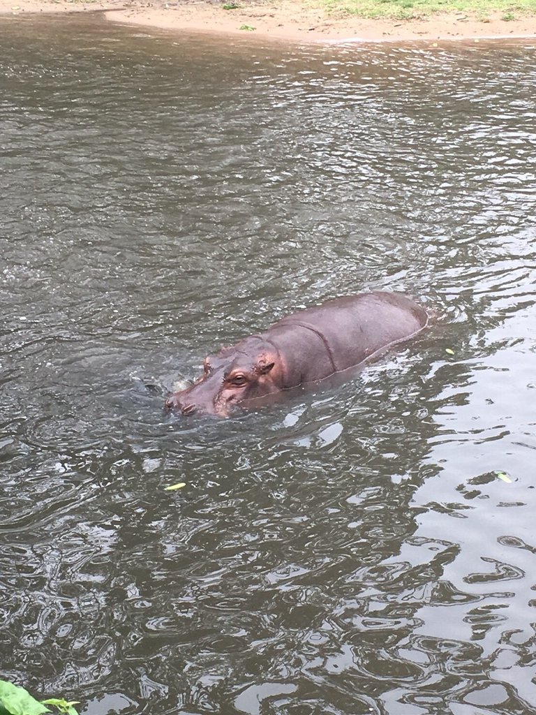 Khao Kheow Open Zoo25.jpg