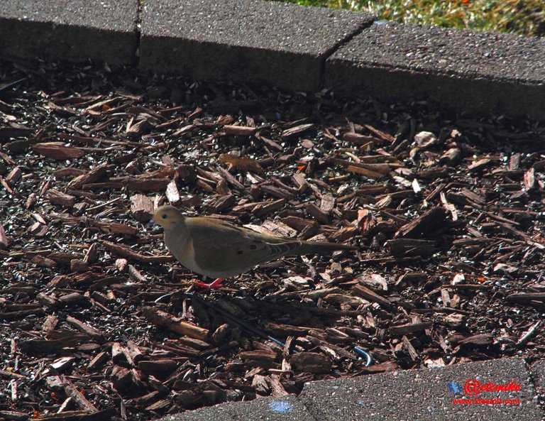 Mourning Dove PFW19-0024.JPG