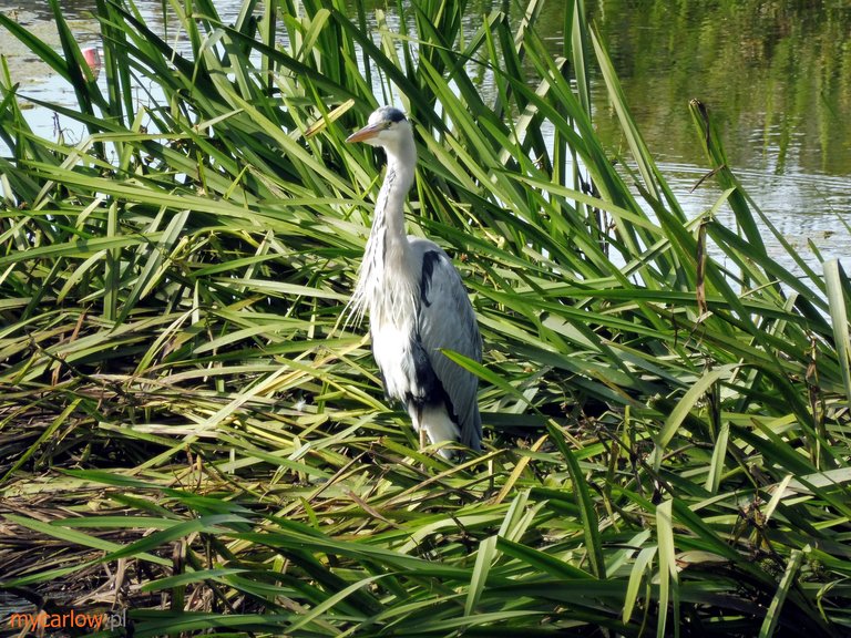 heron7.JPG