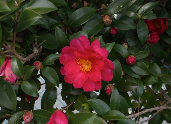 Camellia_sasanqua-By_Tatsuo_Iwata-CCBy-SA2.0.jpg