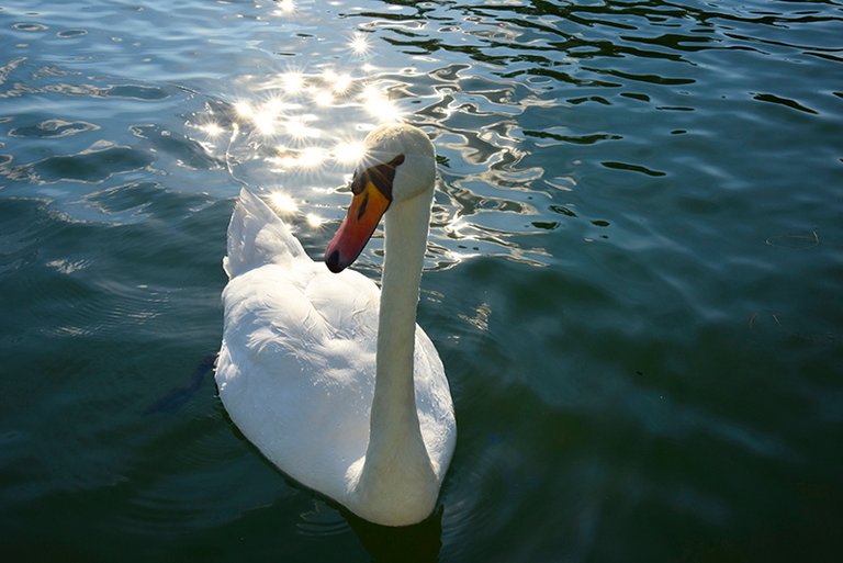 swan-3.jpg