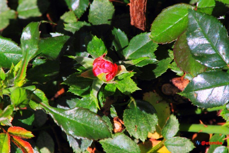 red rose bud M27_0030.JPG