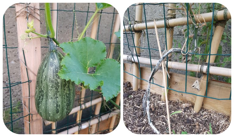 fig leaf gourd.jpg