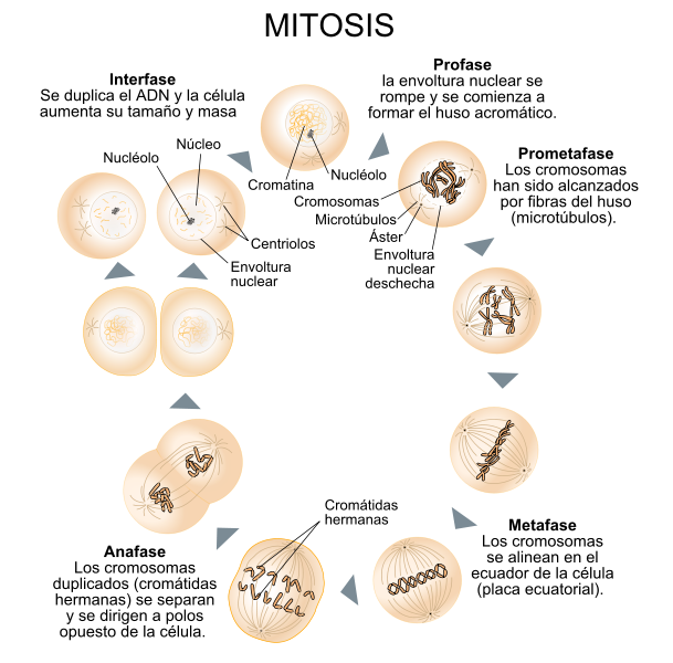 609px-Diagrama_Mitosis_svg.png