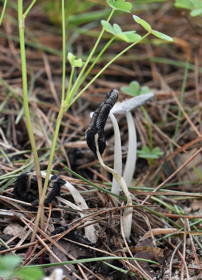white mushrooms decay 3.jpg
