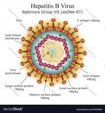 heapatitis B.jfif