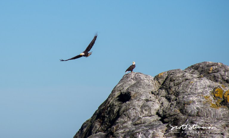 Bald Eagle-1.jpg