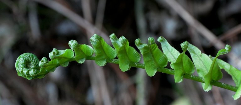 6179259040-at-waimangu-volcanic-valley (FILEminimizer).jpg