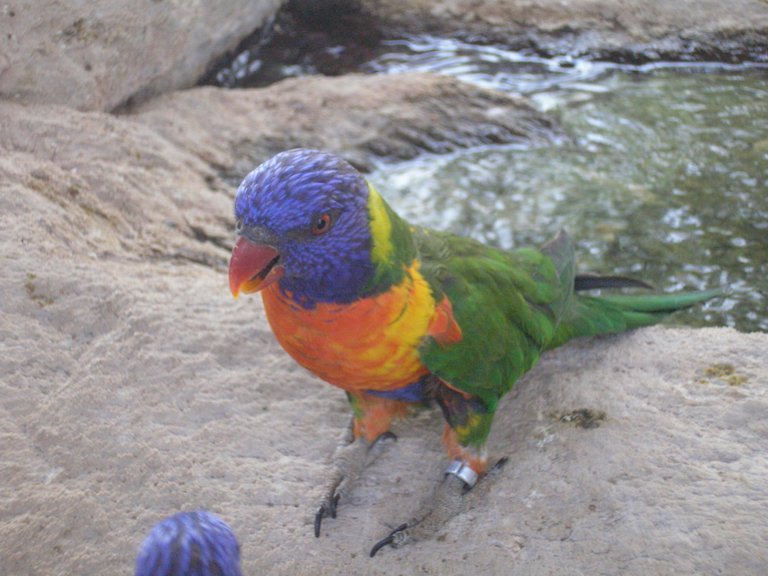 Lorikeet.jpg