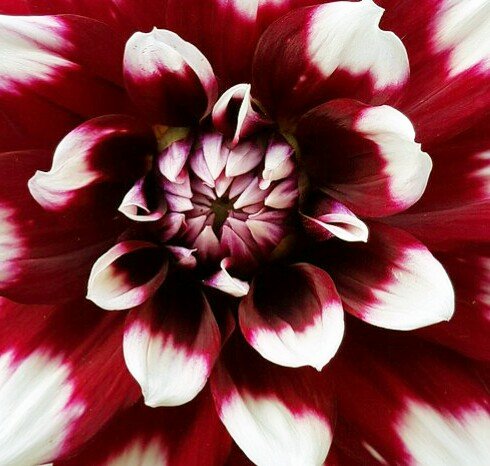 dahlias-4400710_1280-1-1.jpg