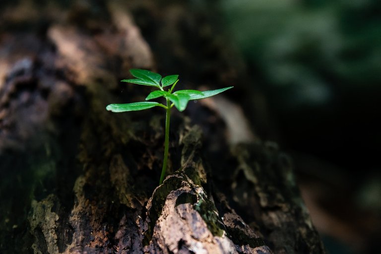 close-up-environment-flora-1151418.jpg