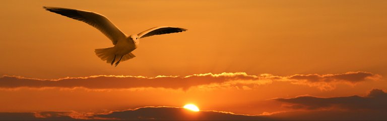 gull-1090835_1920.jpg