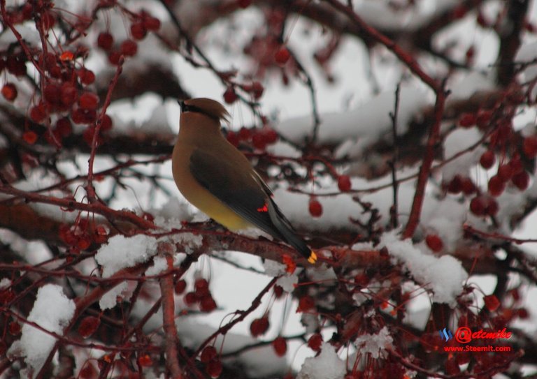 Cedar Waxing IMG_0054.JPG