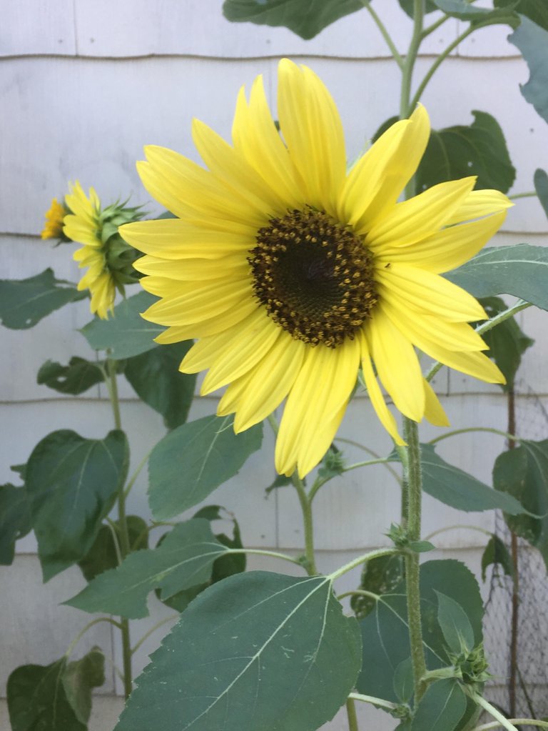 sunflower.jpg