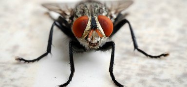 main_fly-and-feet-desk.jpg