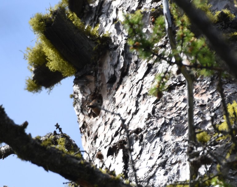 WISA looking out of nest hole_6770 (2).JPG