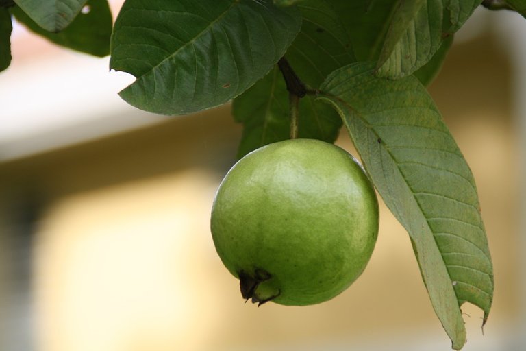 guava-188440_960_720.jpg