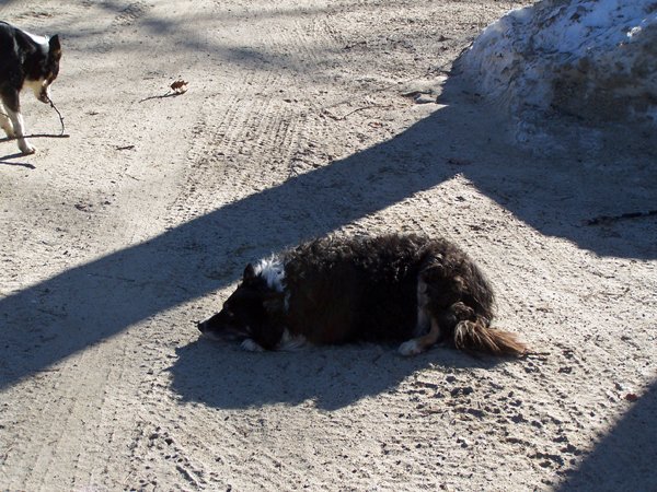 Wellscroft - old dog sulking crop December 2019.jpg