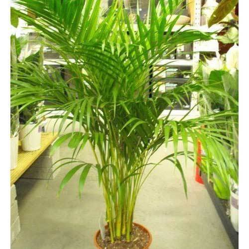 areca-palm.jpg