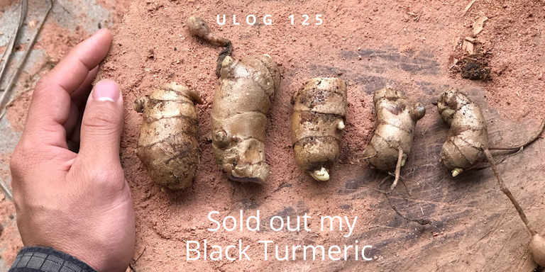 ULOG 125 - Sold out my stock of Black Turmeric rhizomes