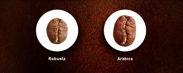 robusta-versus-arabica.jpg